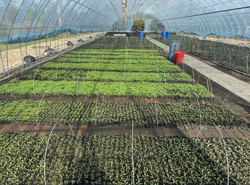 栽種花卉10萬(wàn)株 牙克石林場(chǎng)苗圃完美呈現(xiàn)好生態(tài)