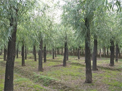 西藏10公分旱柳哪有12公分旱柳規(guī)格型號(hào) 咨詢