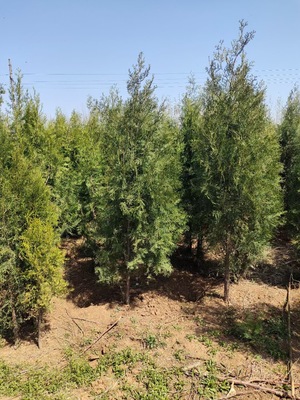 側(cè)柏種植基地 長(zhǎng)秀花卉苗木基地 現(xiàn)挖現(xiàn)賣