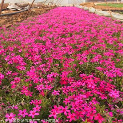國良花卉 芝櫻小苗 芝櫻好貨源 信賴推薦