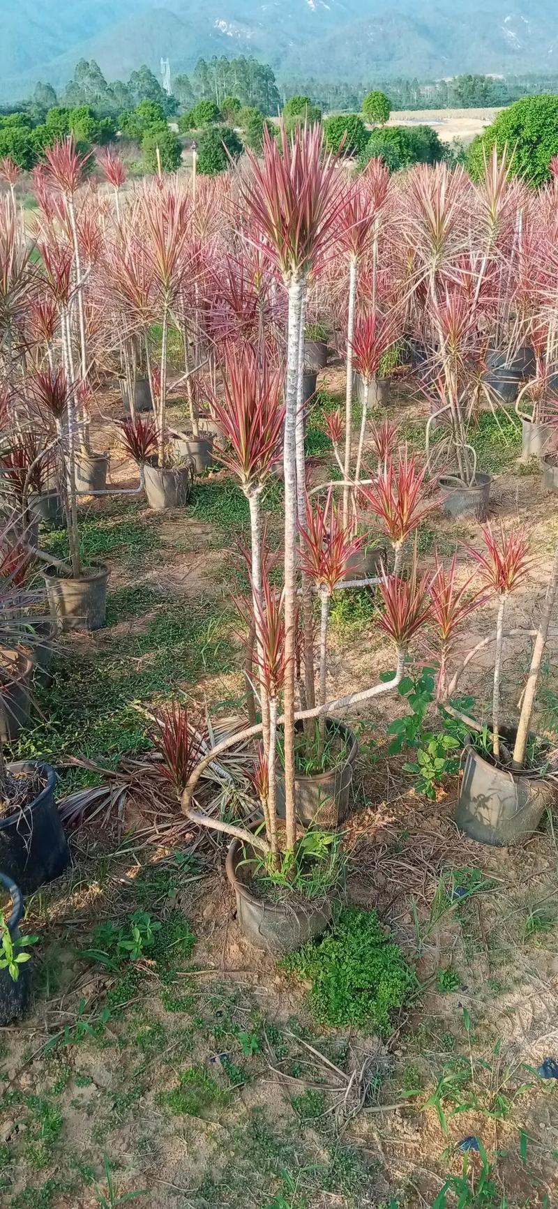 七彩馬尾鐵,有貨.#花卉綠植 #花卉基地 #苗木種植基地 #