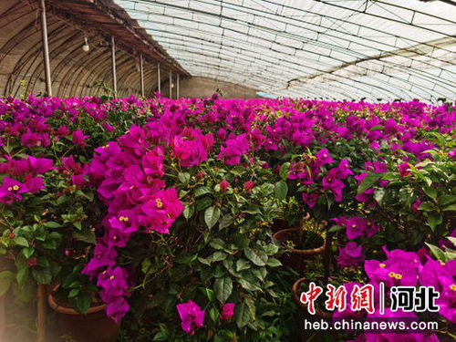 河北高碑店 花卉苗木種植助致富增收