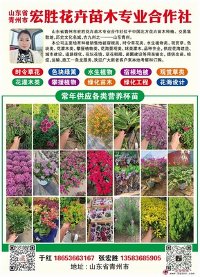 滿天星 易種植 喜冷涼氣候 布置花壇花帶 適應(yīng)能力較強(qiáng) 青州宏勝花卉