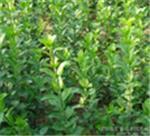 優(yōu)質(zhì)衛(wèi)矛首推青州森源花卉苗木 衛(wèi)矛種植基地-青州市森源花卉苗木提供優(yōu)質(zhì)衛(wèi)矛首推青州森源花卉苗木 衛(wèi)矛種植基地的相關(guān)介紹、產(chǎn)品、服務(wù)、圖片、價(jià)格衛(wèi)矛、小區(qū)綠化用苗、綠化工程用苗、小區(qū)綠化樹(shù)苗、青州綠化苗木基地、濰坊道路綠化樹(shù)苗、