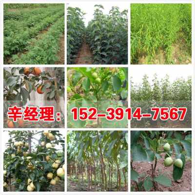 2021歡迎訪問(wèn) 滎陽(yáng)3公分蘋(píng)果樹(shù)苗苗圃 股份集團(tuán)