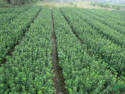 【企業(yè)景觀設計方案工廠綠化常用苗木大葉黃楊】價格,廠家,大葉黃楊