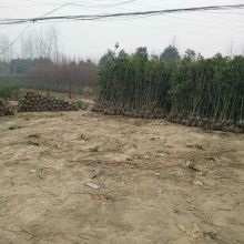 潢川縣博鰲花木種植專業(yè)合作社 供應產品