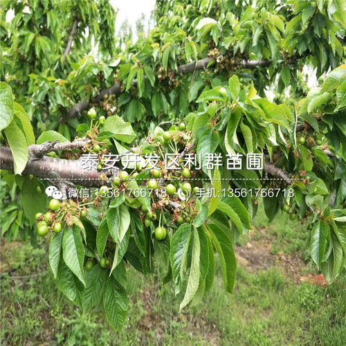 【美國一號櫻桃苗、美國一號櫻桃苗價格及基地】- 