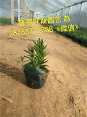 來普羅旺斯花卉苗木,買熱銷薰衣草 薰衣草批發(fā),來普羅旺斯花卉苗木,買熱銷薰衣草 薰衣草批發(fā)生產廠家,來普羅旺斯花卉苗木,買熱銷薰衣草 薰衣草批發(fā)價格