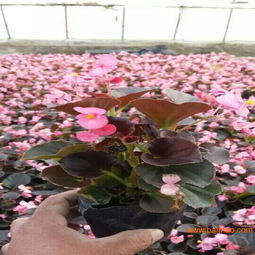 國安花卉苗木出售優(yōu)質四季海棠 供應四季海棠,國安花卉苗木出售優(yōu)質四季海棠 供應四季海棠生產廠家,國安花卉苗木出售優(yōu)質四季海棠 供應四季海棠價格