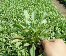 金雞菊批發(fā)價格優(yōu)質商家置頂推薦產品